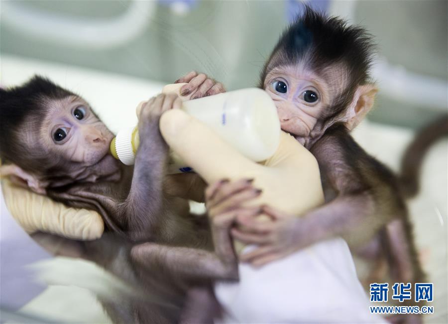 世界生命科学重大突破！ 两只克隆猴在中国诞生