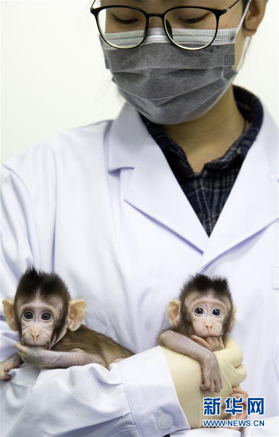 世界生命科学重大突破！ 两只克隆猴在中国诞生