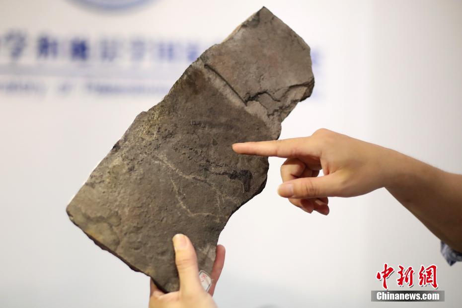 中美科学家在中国发现已知最古老足迹化石