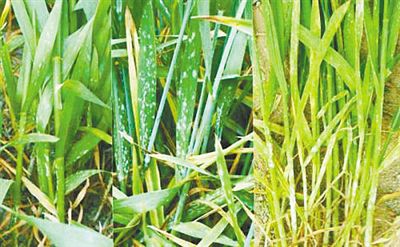 纳米材料 可防控小麦白粉病