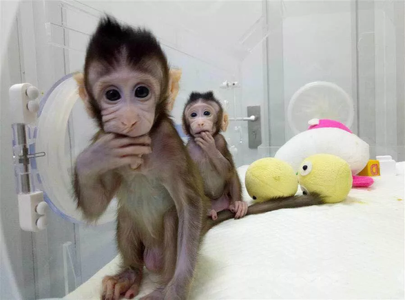 中国克隆猴技术的科学价值与伦理意义